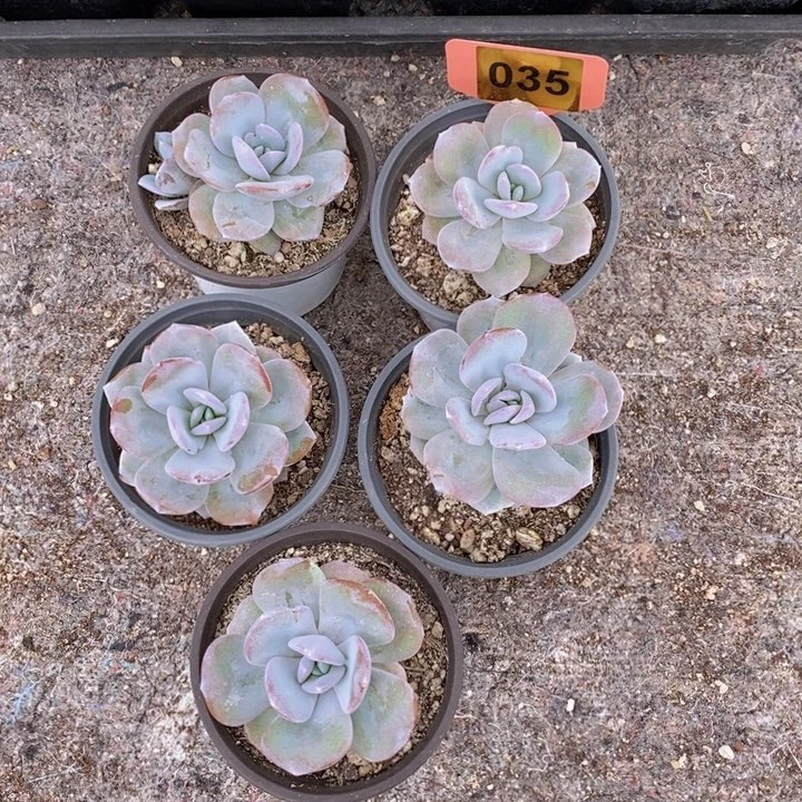 心***035韩版奶茶5颗11