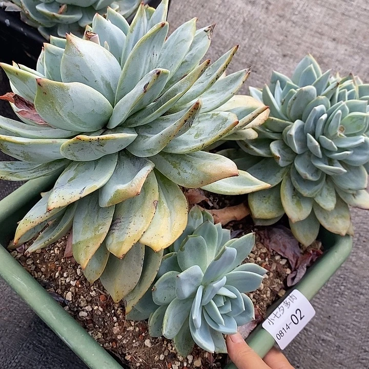 顺****记得拍冷链凤橙02