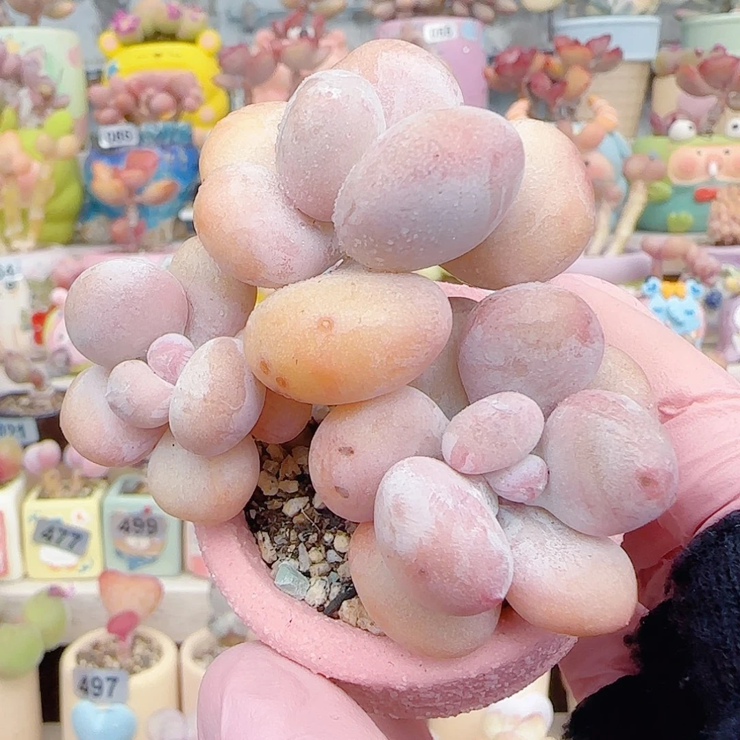 L 油煎丸子 盆口4cm