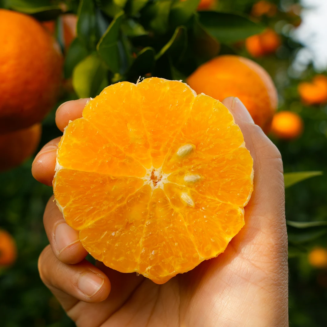 正宗云南高原沃柑 新鲜采摘产地直发 带箱约9-10斤y