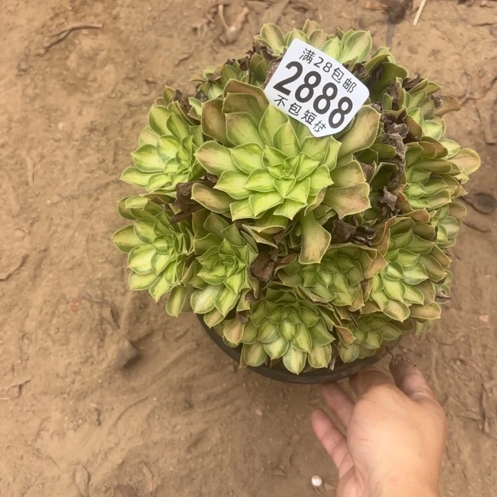 韶华多肉植物2888