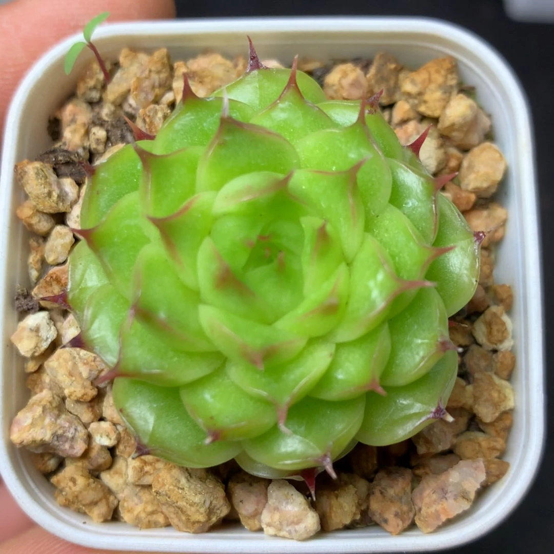 2 精品多肉一物一拍