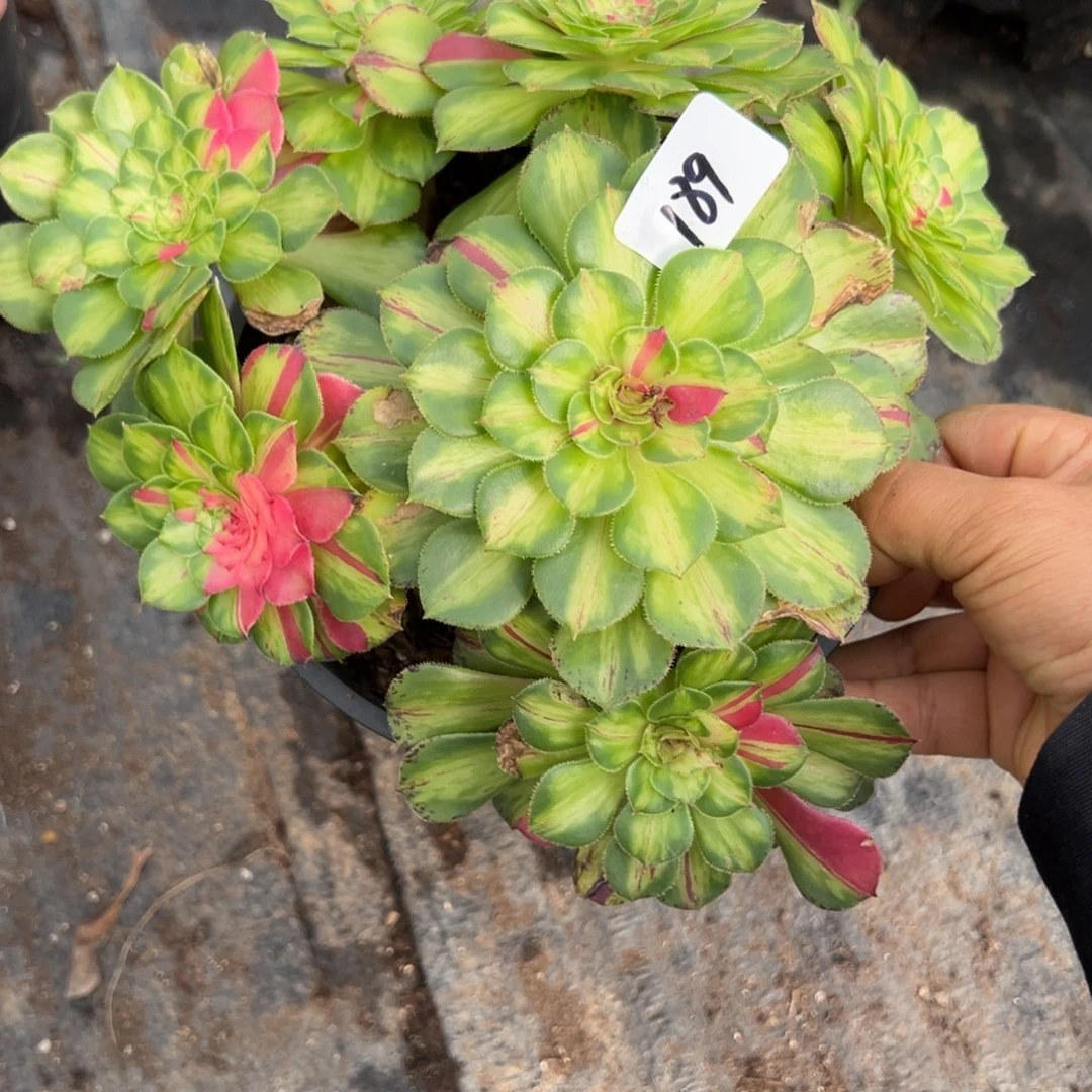 189知否有微瑕多肉多肉多头