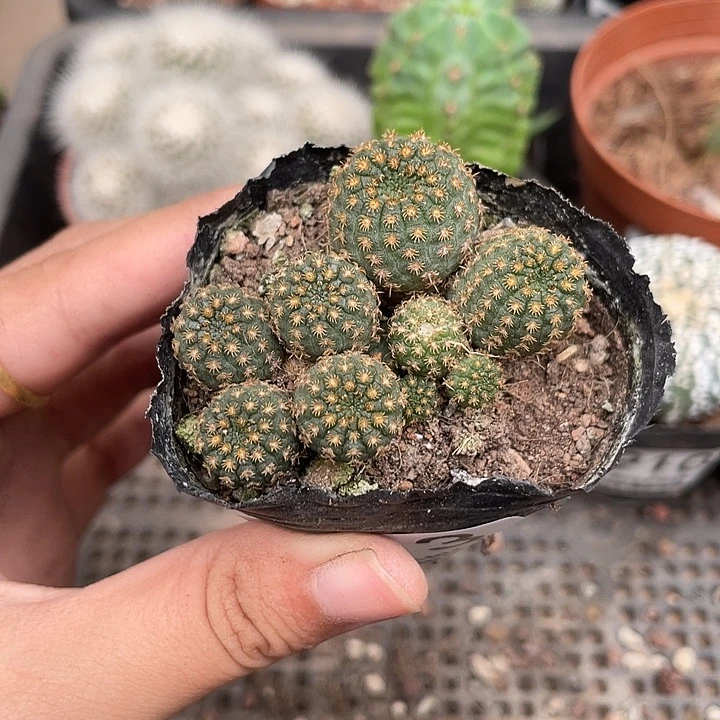 913侍童仙人球植物