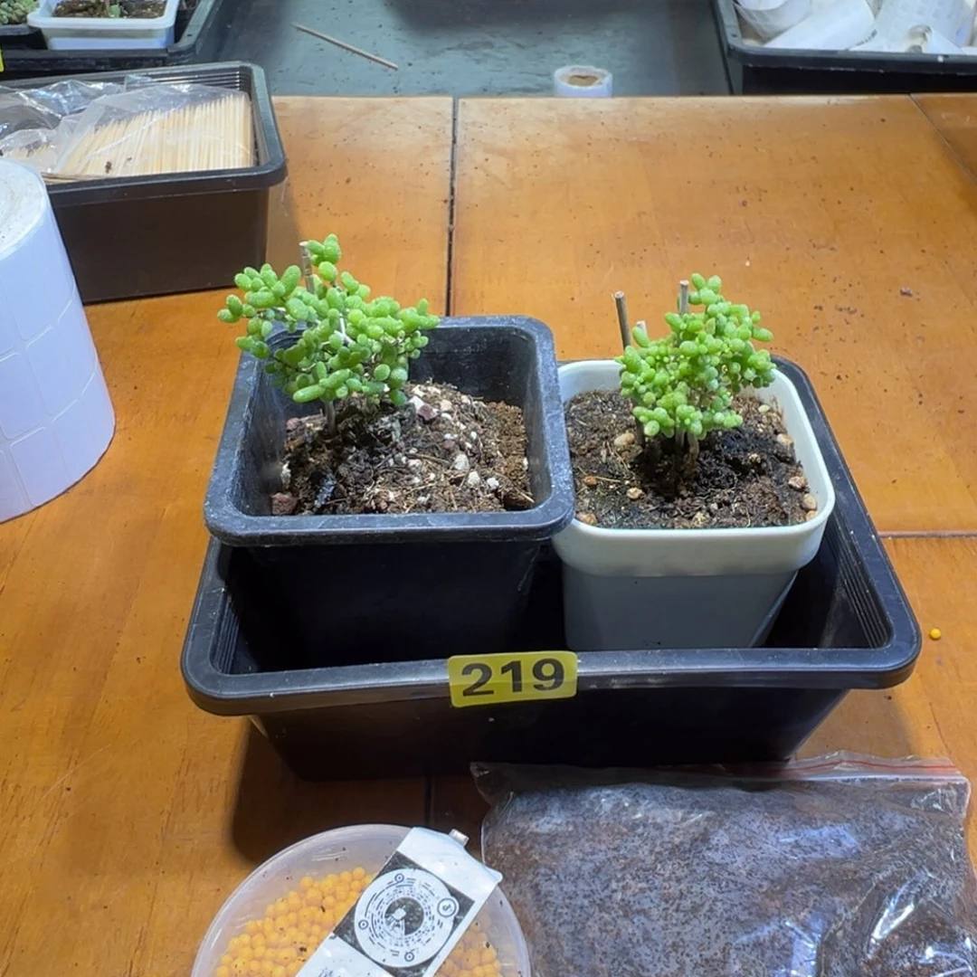 枝干番杏多肉植物219