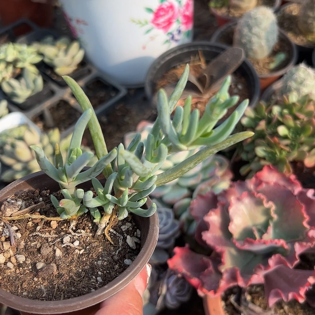 多肉植物橙花奔龙