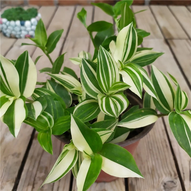 青白玉吊兰花叶吊竹梅阳台庭院观叶垂吊植物耐旱小绿植盆栽