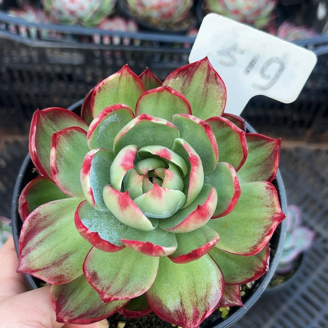 惊鸿仙子一物一拍519号