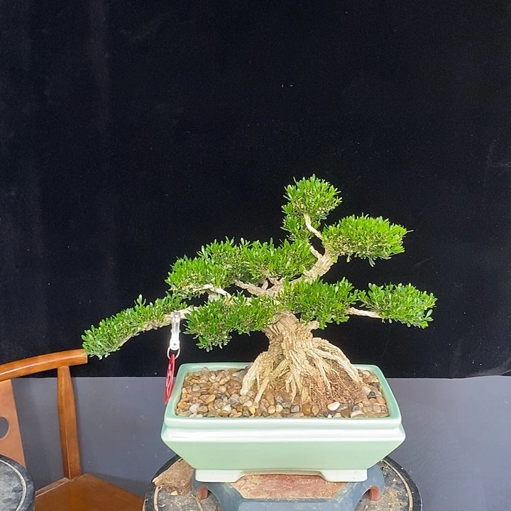 摩***生无花朵室内室外黄杨盆景