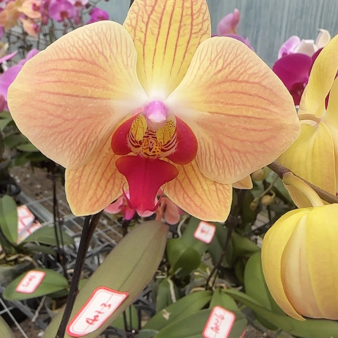 大部分花苞少量开放A013双花剑无售后