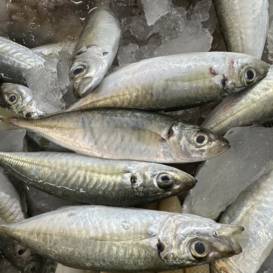 阳江海捕巴浪鱼新鲜冷冻深海捕捞顺丰