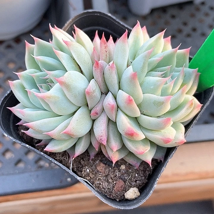 多肉植物枇杷仙子913