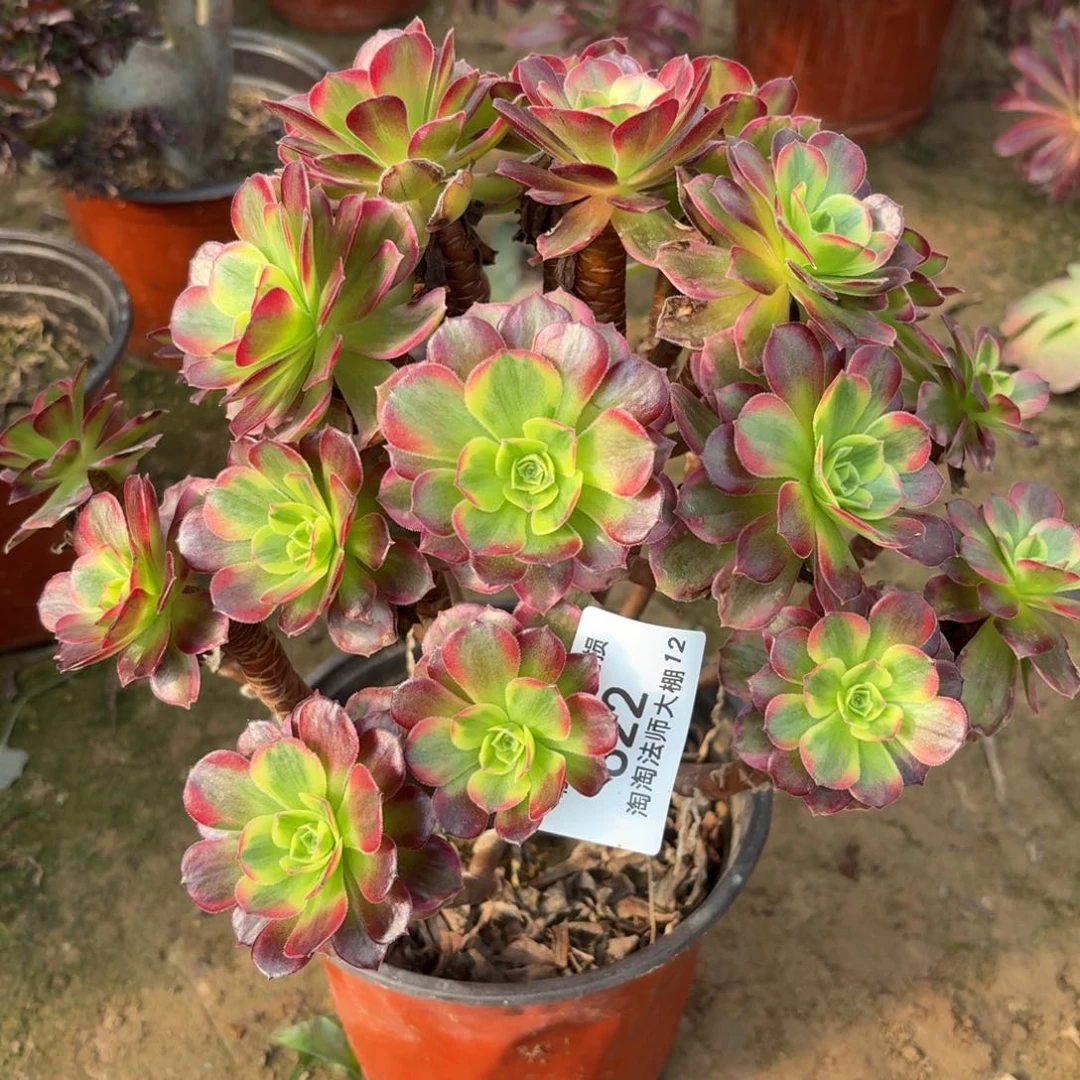 622安娜多肉植物法师