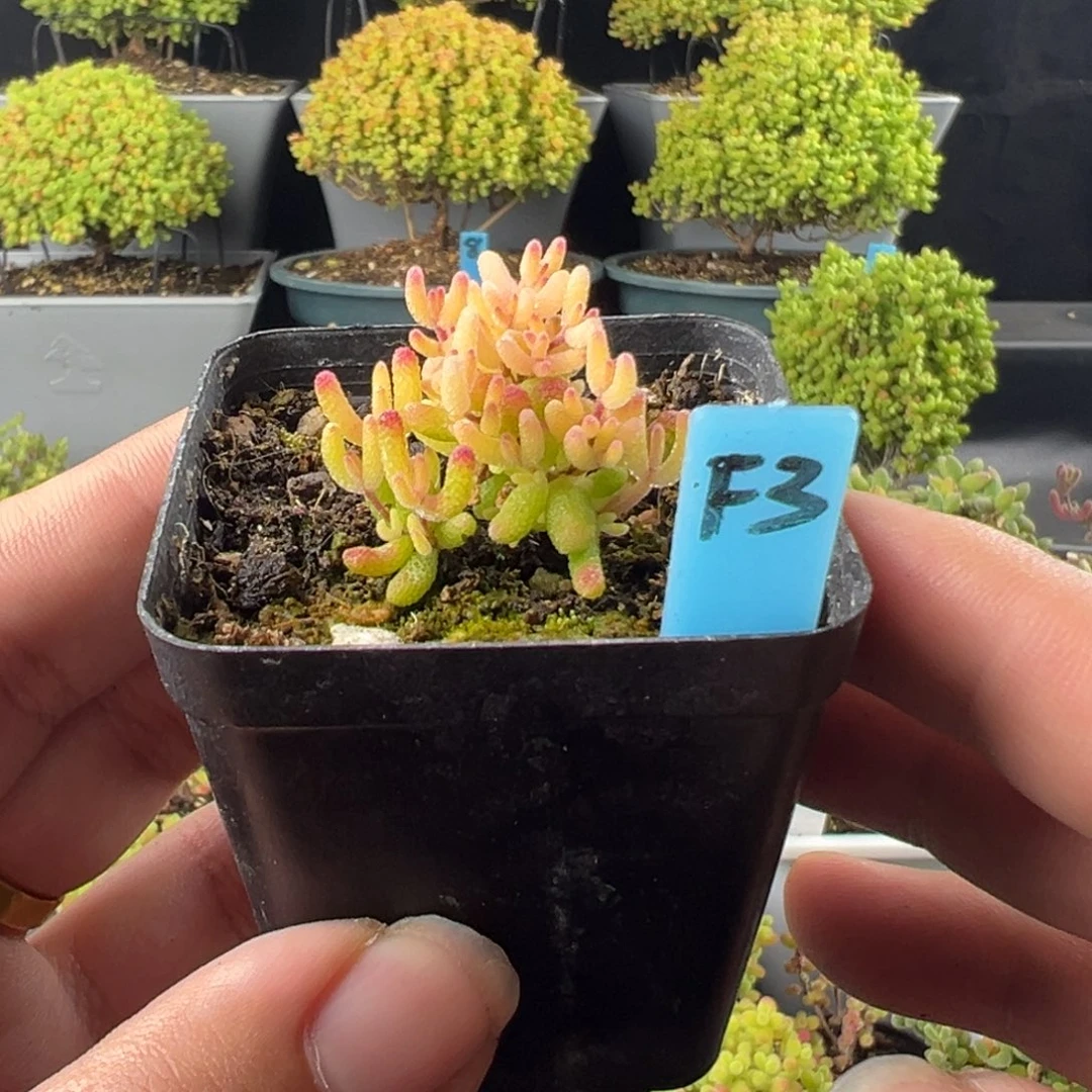 枝干番杏，糖球锦