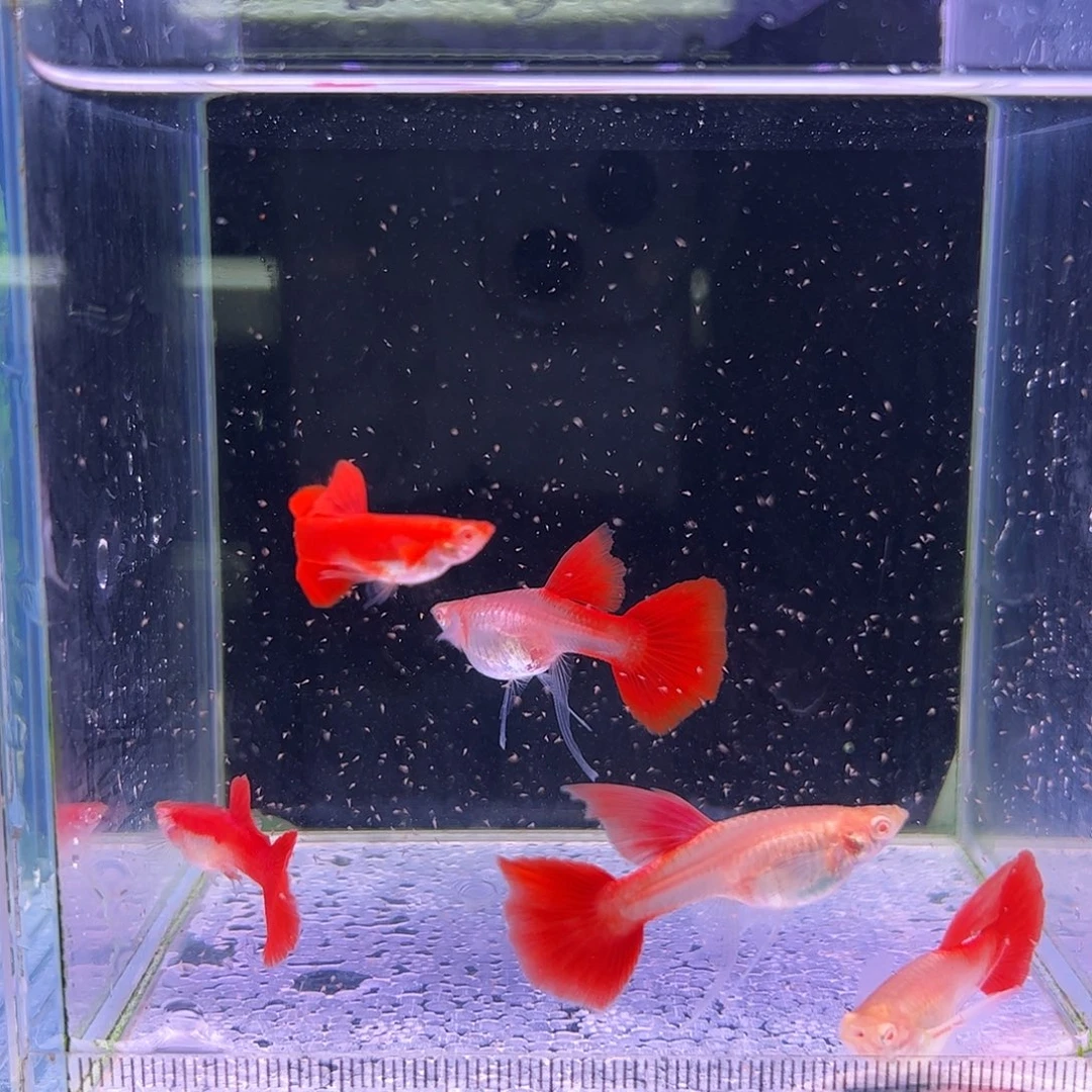 A***e孔雀鱼血红缎带3对