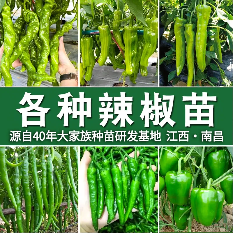 【辣椒苗】新鲜樟树港辣椒杭椒秧苗抗病基地直发各地四季高品质高产