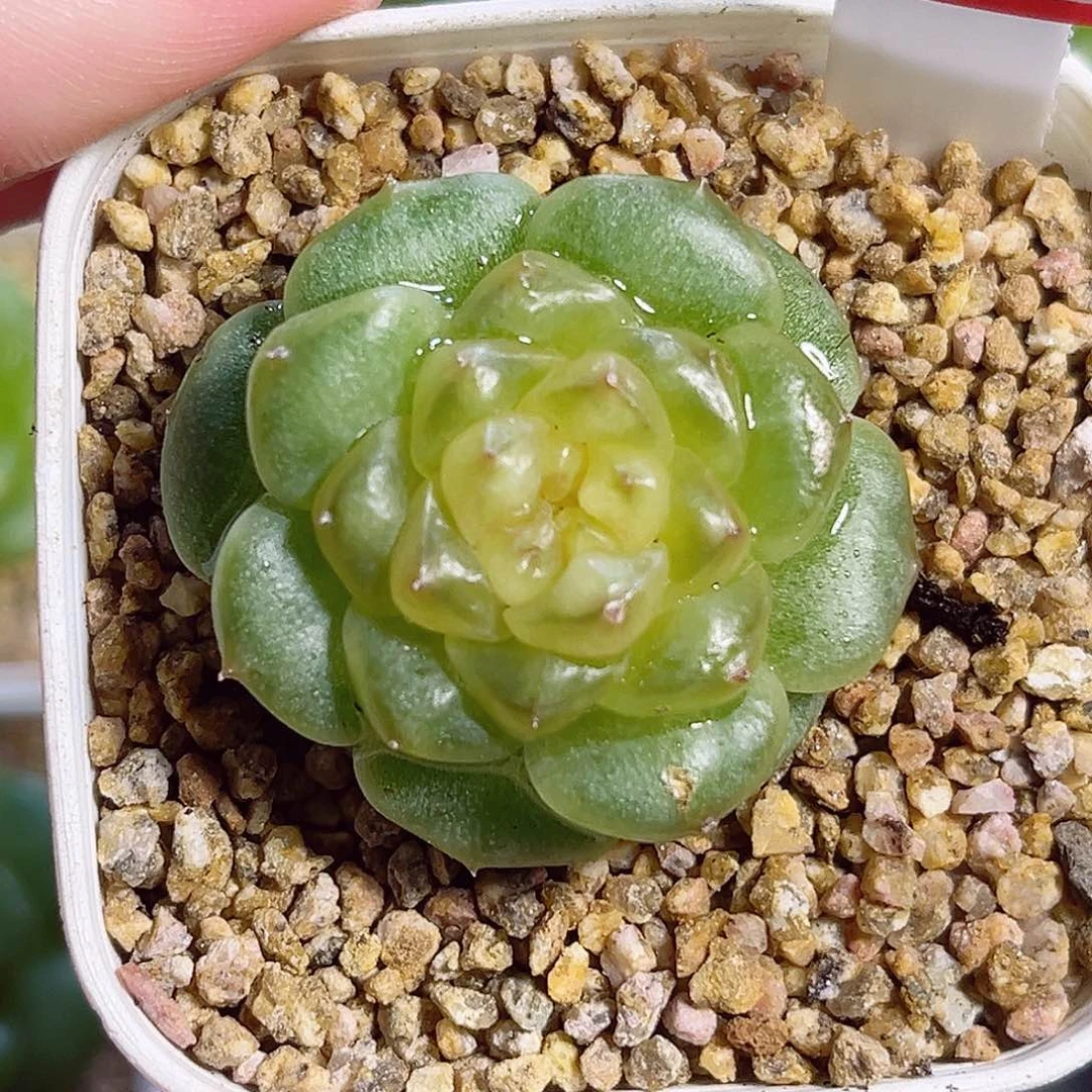 C310 一物一拍 珍妮精选