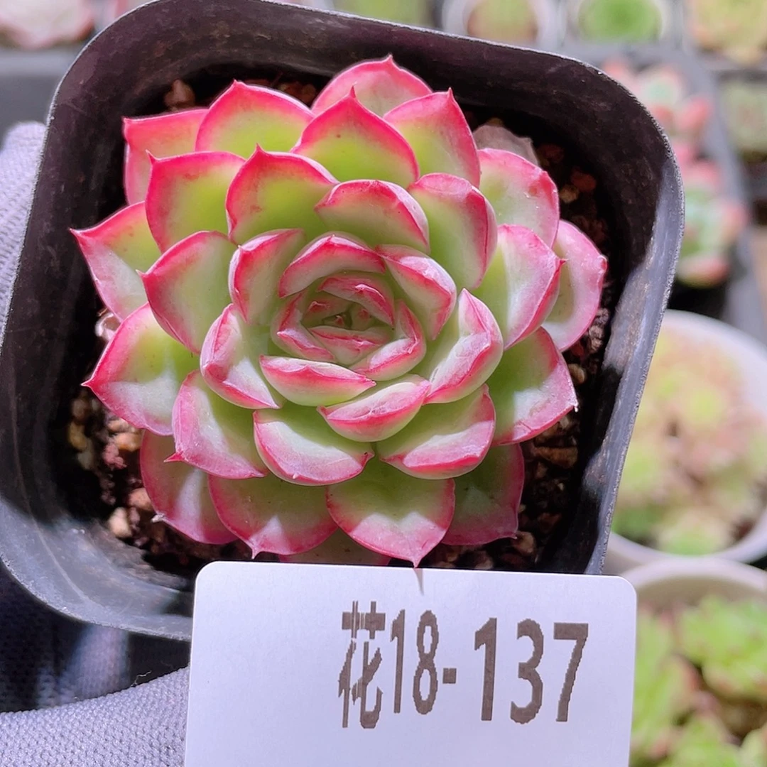花利美18-137月影精灵