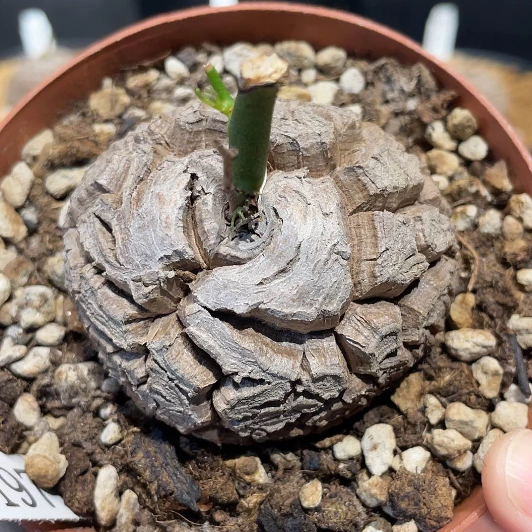 197龟甲龙不退不换