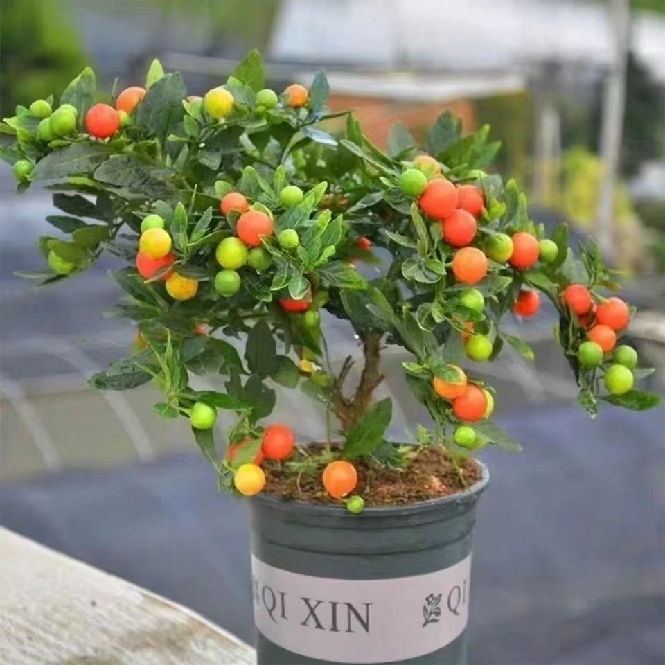 珊瑚樱盆栽冬珊瑚室内阳台盆栽珊瑚豆吉庆果观果植物四季果