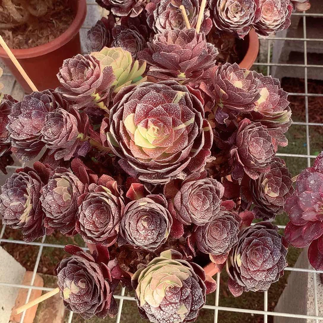 花花公子，多肉植物