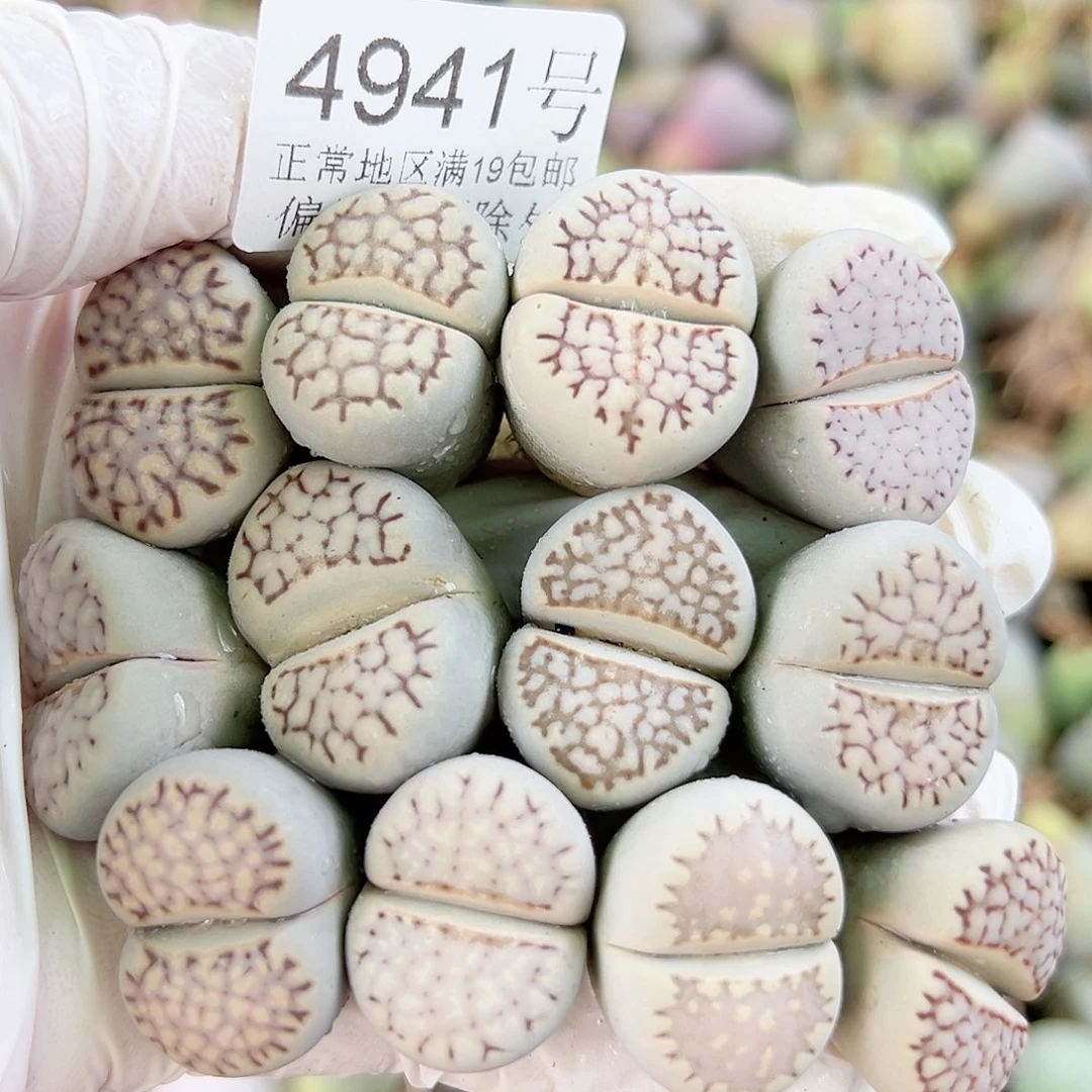 4941五年大理石加饼干12个2cm+