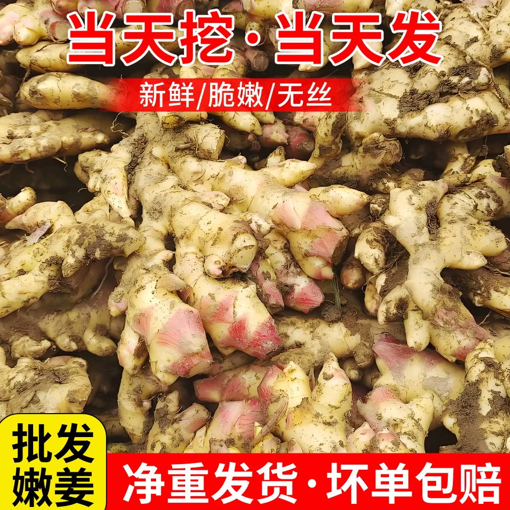 新鲜精品嫩姜大姜仔姜生姜农家生态鲜姜现挖现发