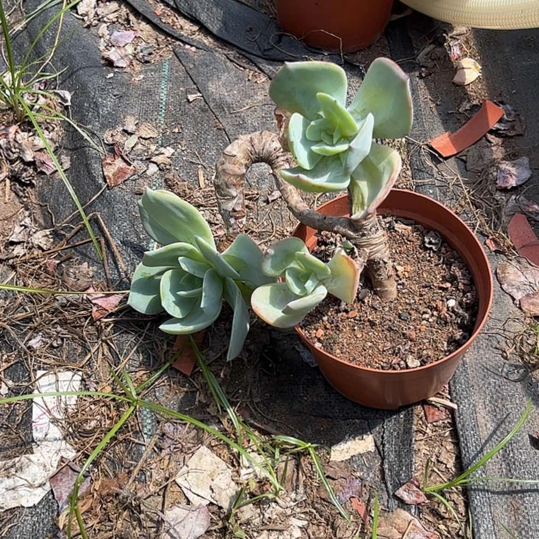 【闪购商品】无花朵旋*