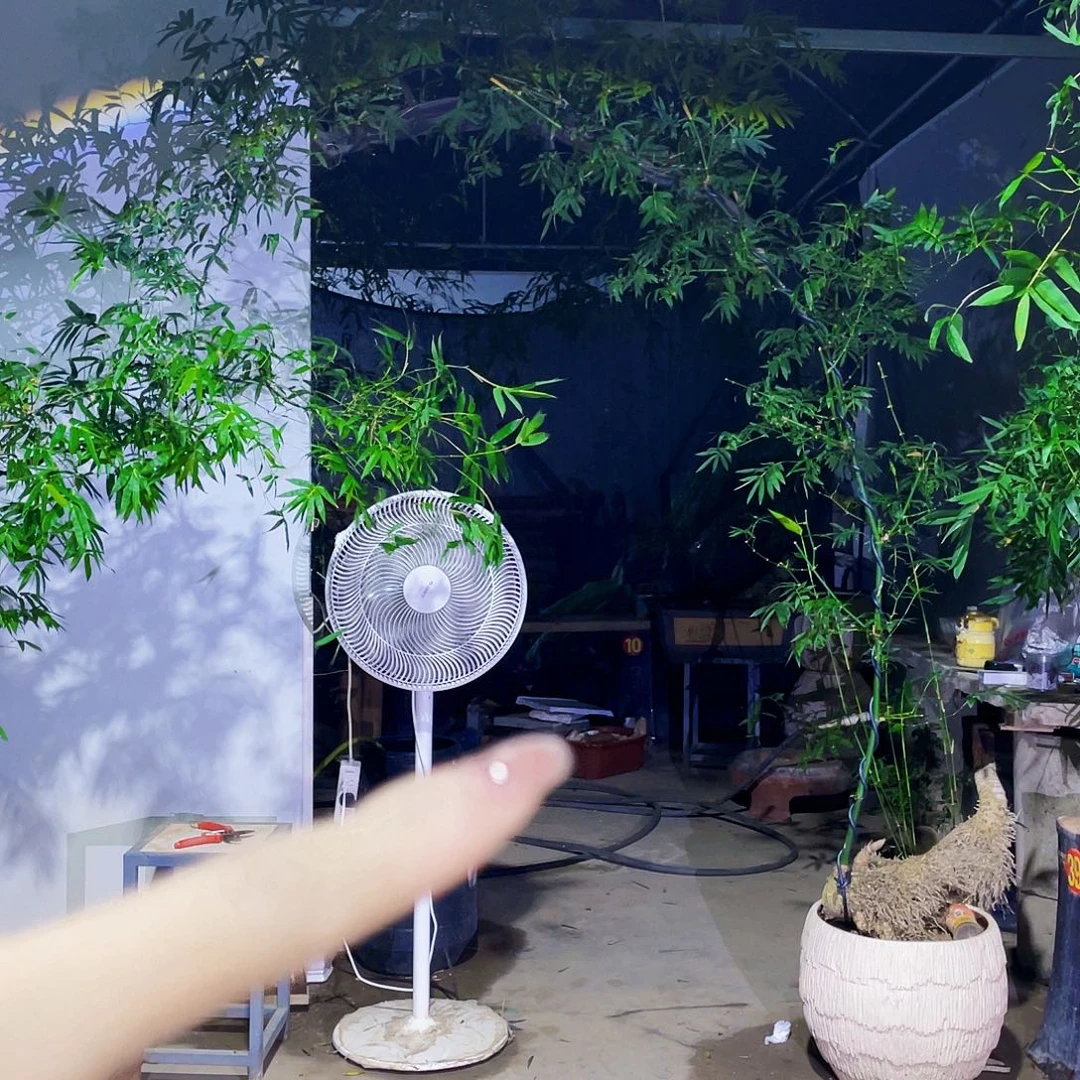 用***6无花朵小叶簕竹熟桩陶瓷盆一物一拍