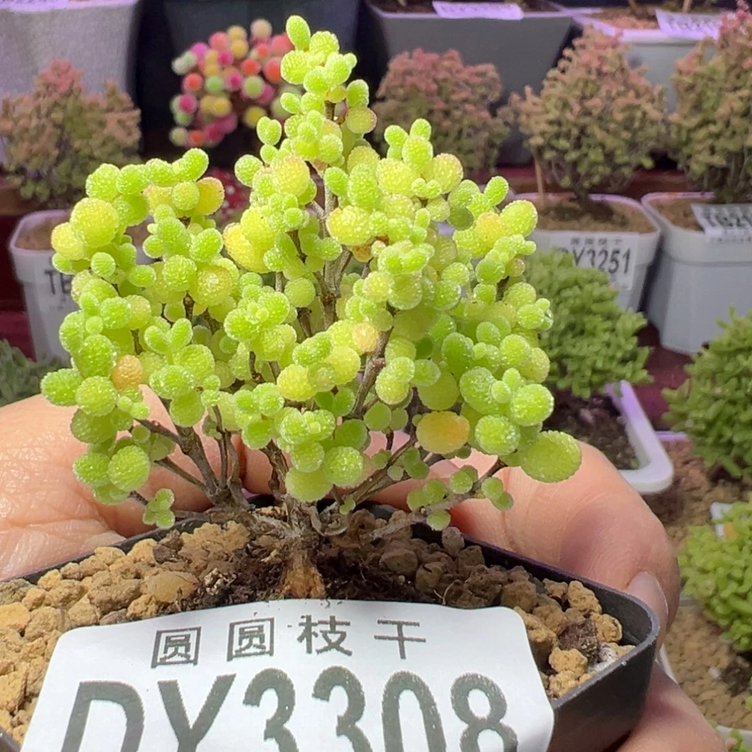 3308蜜橘糖球一物一拍