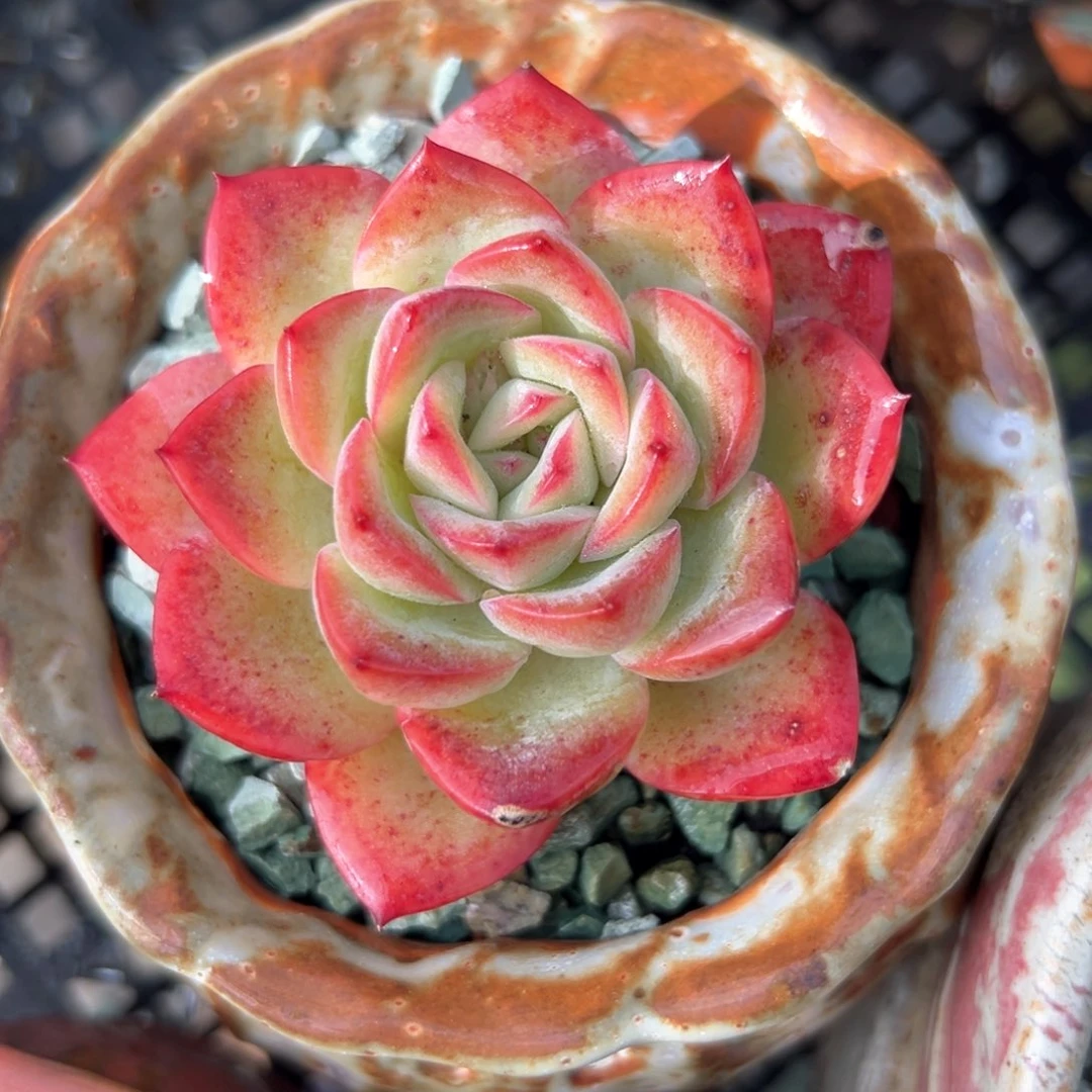 雪夜（满38包邮）多肉