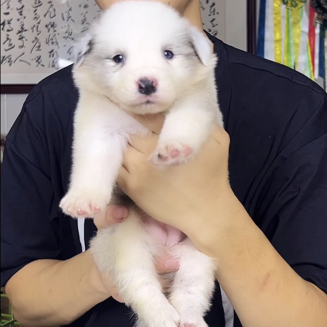 【佩尔索】40天妹妹 边境牧羊犬幼犬蓝陨石红陨石咖啡蓝白三色40天
