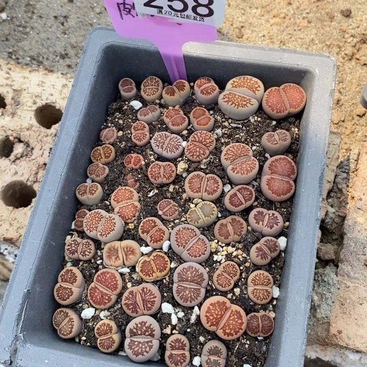 雅*生石花等植物的258