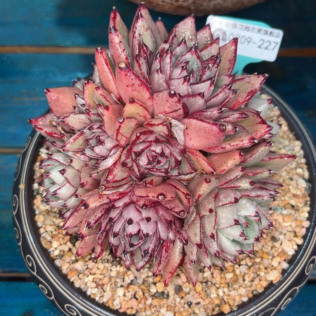 从前慢多肉精选编号0209.227