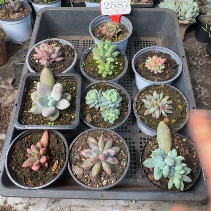 2587多肉植物一物一拍