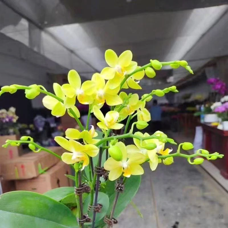 里窝娜蝴蝶兰安祖蝴蝶兰带花带花苞发货