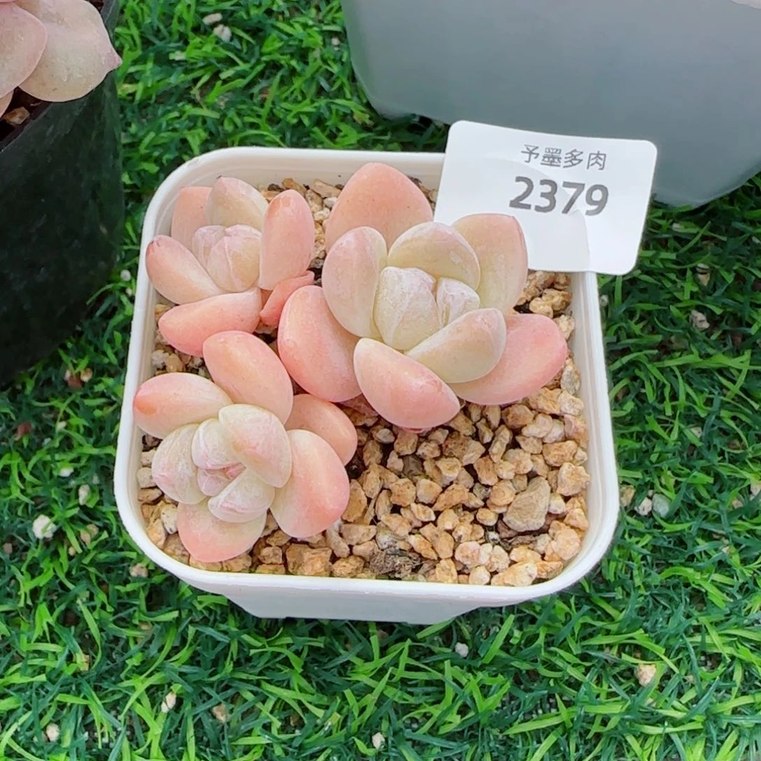 糖心冰玉，5379多肉植物