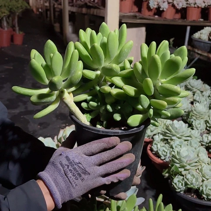 金蝉3头多肉盆栽植物
