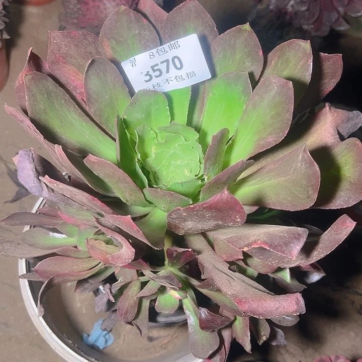 无花朵3570魅影七彩捧花多肉植物