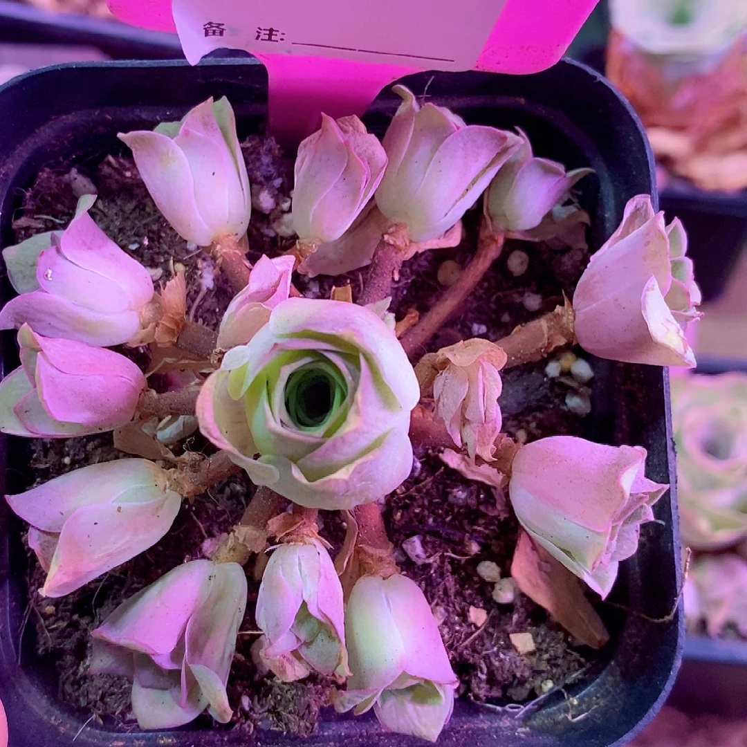 明***钰山地玫瑰一物一拍351
