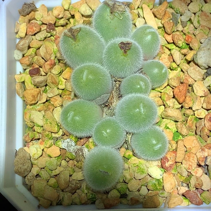 精品多肉植物精品多肉毛球