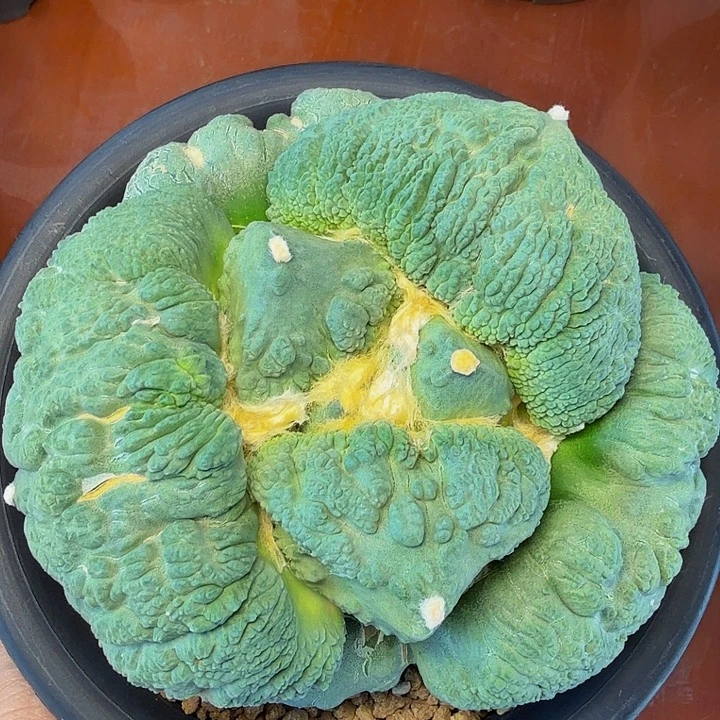 边境老头的超级蓝色达摩怒