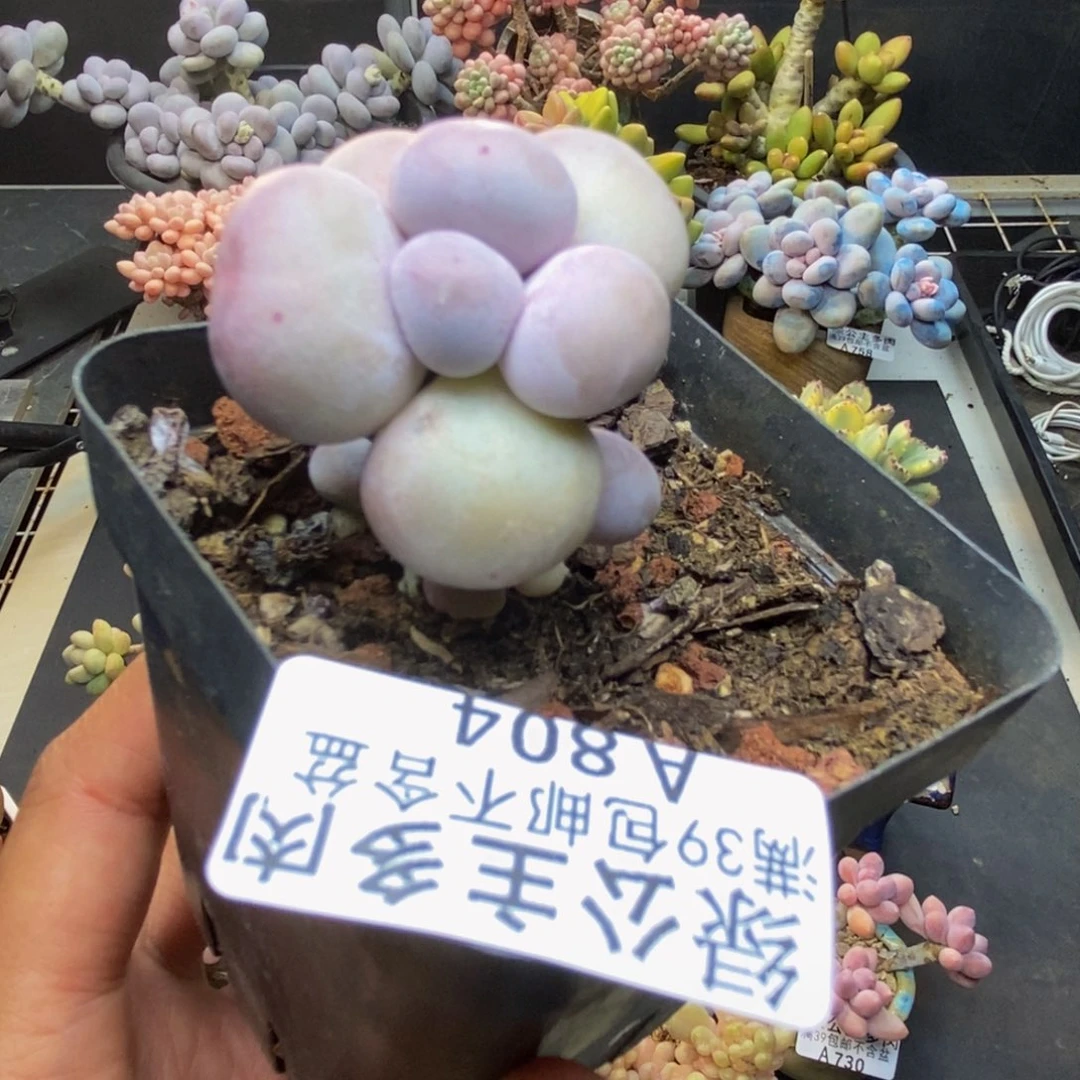 804橙奶多肉肉2c m