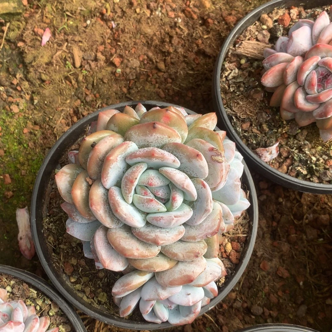 无花朵无砍哈哈哈哈哈哈哈哈21