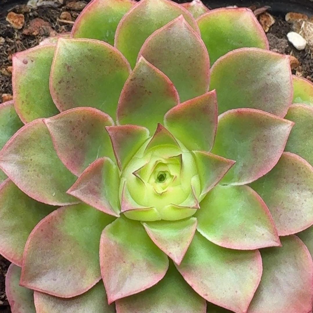 楹楹-824璀璨-冠幅  7cm