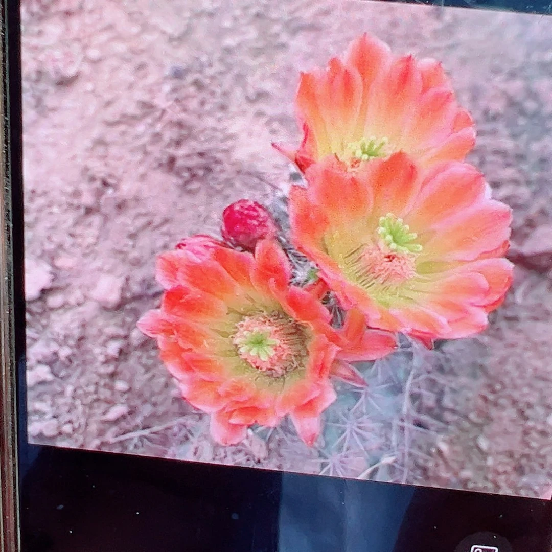 菲虾 侧芽 满 20包邮