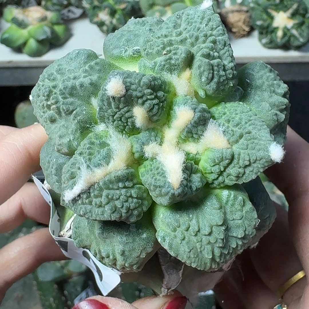 无花朵梦幻怒涛710