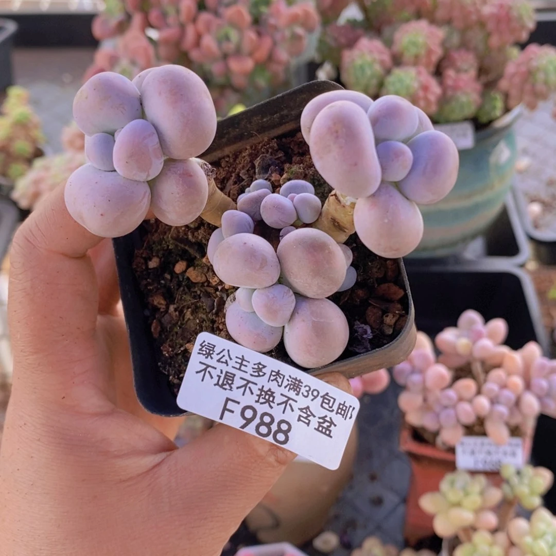 芭比奶洛6cm988多肉植物