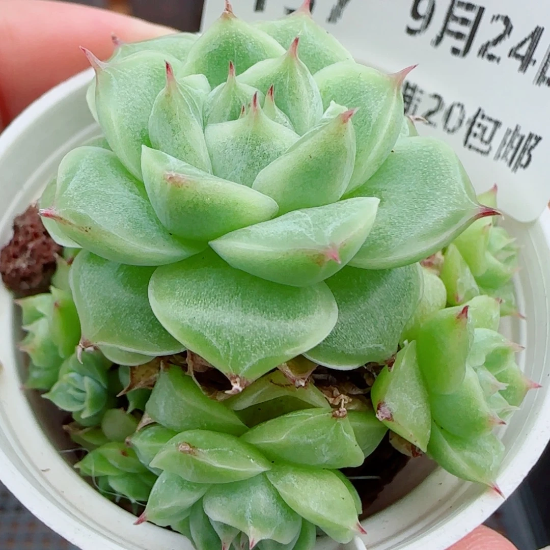 花语逸镜0924-137散