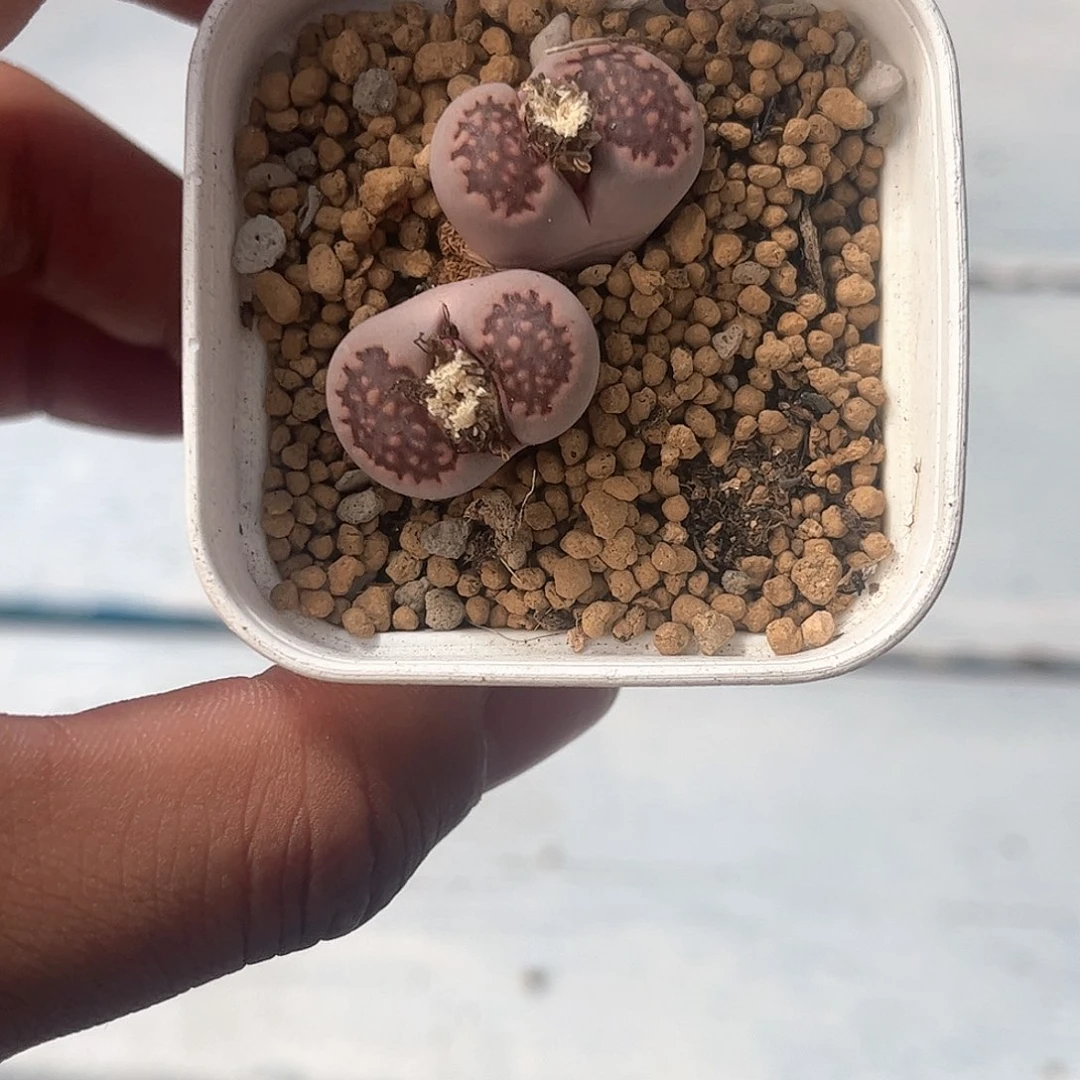 1105–番杏福利a105